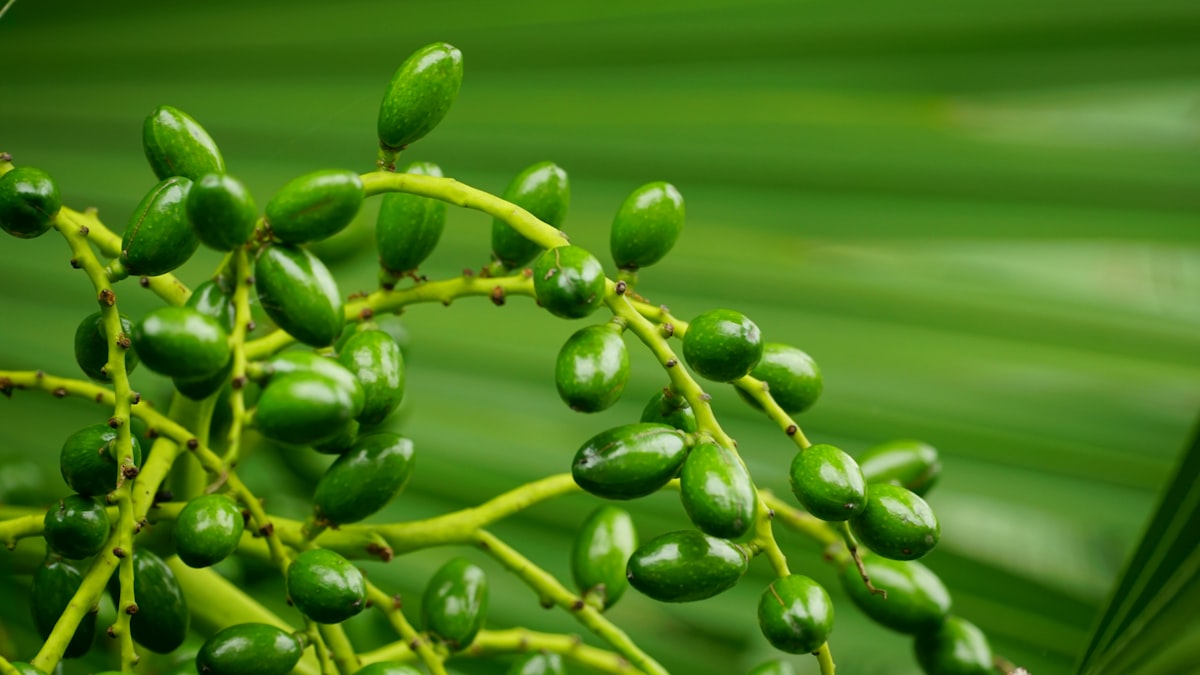 Natural supplements for men's health